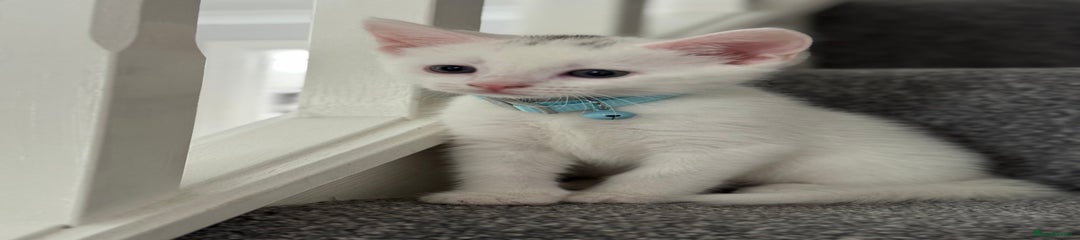 Bill