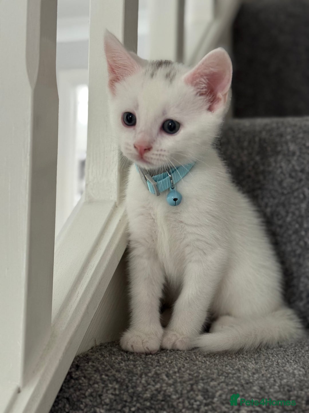 Mixed Breed cats for sale: Mixed breed white kittens  - Image 12