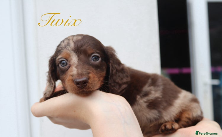 Miniature Dachshund dogs - Advert 9