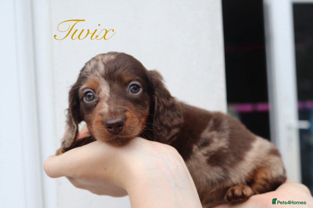 Miniature Dachshund dogs for sale: Long Haired Miniature Dachshunds😍 - Image 1