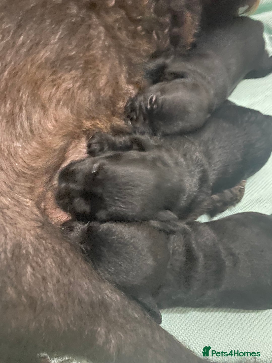 Patterdale Terrier dogs for sale: **Beautiful Patterdale Pups** - Image 8