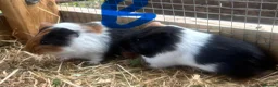 Guinea Pig rodents for sale: 2 sows and 2 boars available  - Advert 5