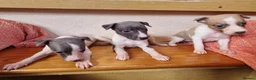 Whippet dogs for sale: Kc registered whippets - Advert 7