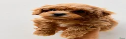 Cavachon dogs for sale: Gorgeous cavachon puppies  - Advert 4