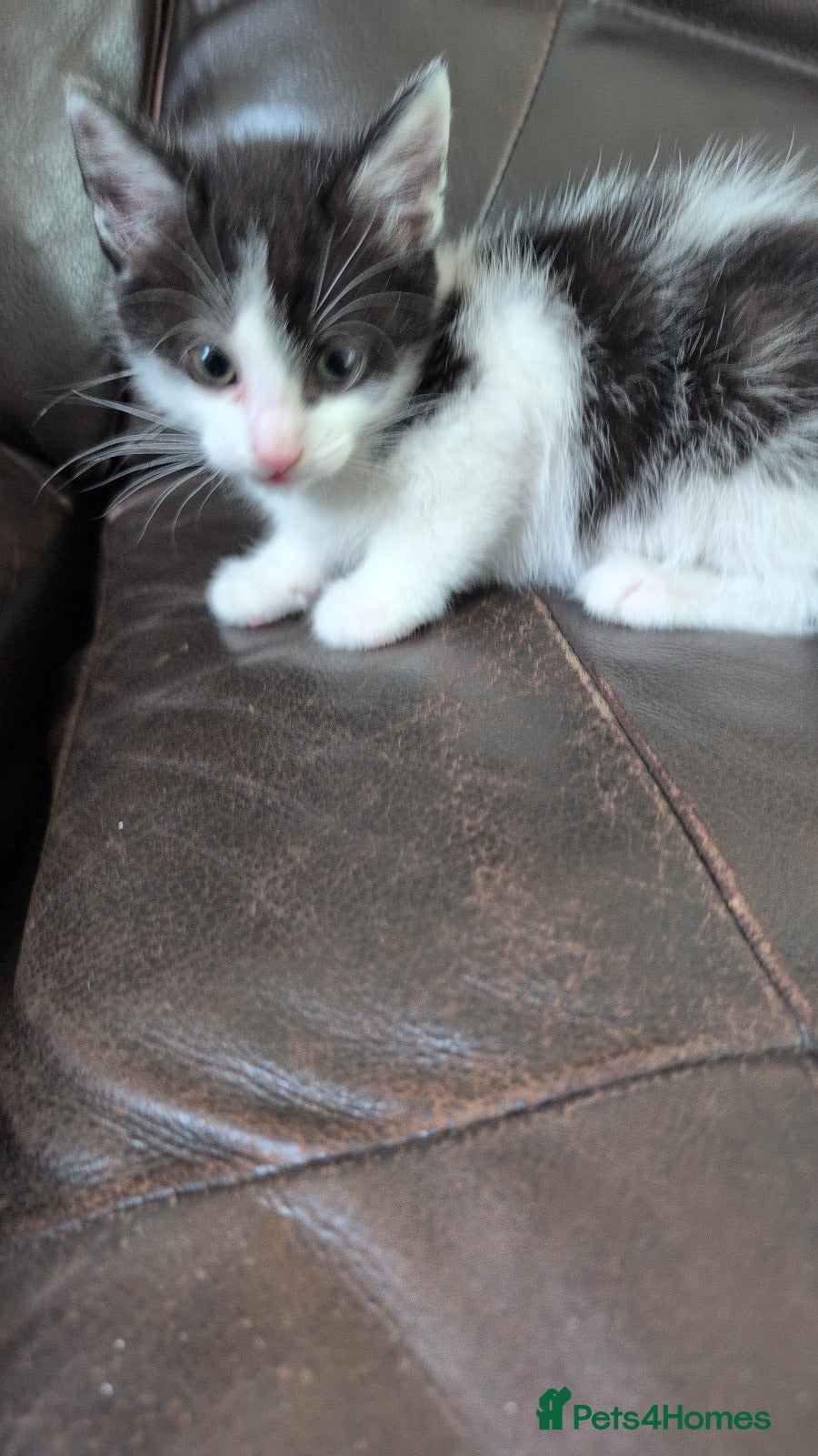 Mixed Breed cats for sale: Beautiful Mixed Male Kitten in Glasgow - Advert 6