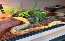 Python Snake reptiles for sale: Ball/royal python - Image 3