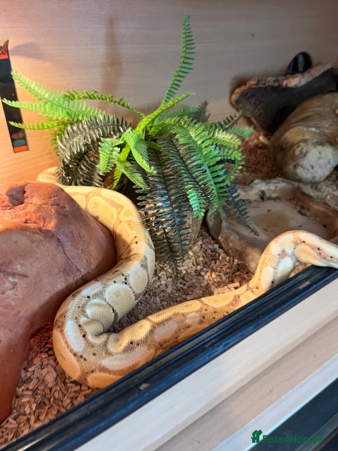 Python Snake reptiles for sale: Ball/royal python - Image 3