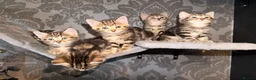 Mixed Breed cats for sale: 6 beautiful tabby kittens - Advert 5