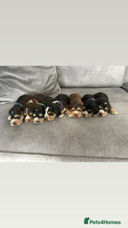 Cocker Spaniel dogs - Advert 14