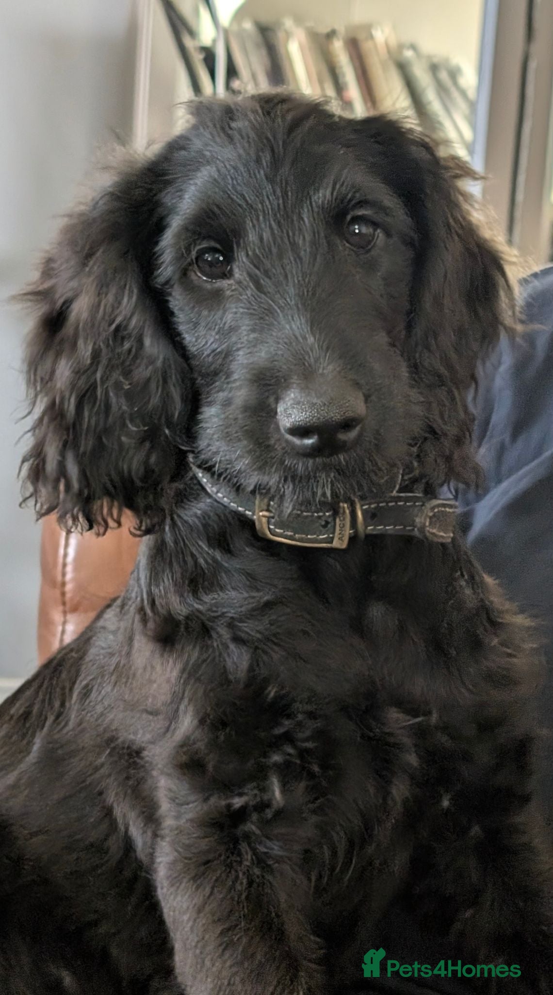 Labradoodle dogs Flat coat cross Labradoodle - Advert 1