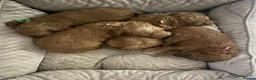 Cockapoo dogs for sale:  F1b American Cockapoos * Health Tested Parents * - Advert 27