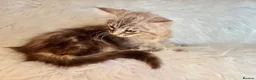 Maine Coon cats for sale: Maine coon kittens fluffy cuddly kittens - Advert 5