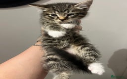 Mixed Breed cats for sale: Three beautiful kittens looking for new homes  - Image 2