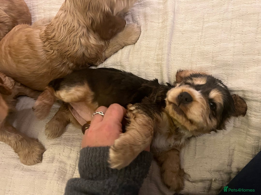 Cocker Spaniel dogs for sale: Adorable show type cocker spaniel pups - Advert 19