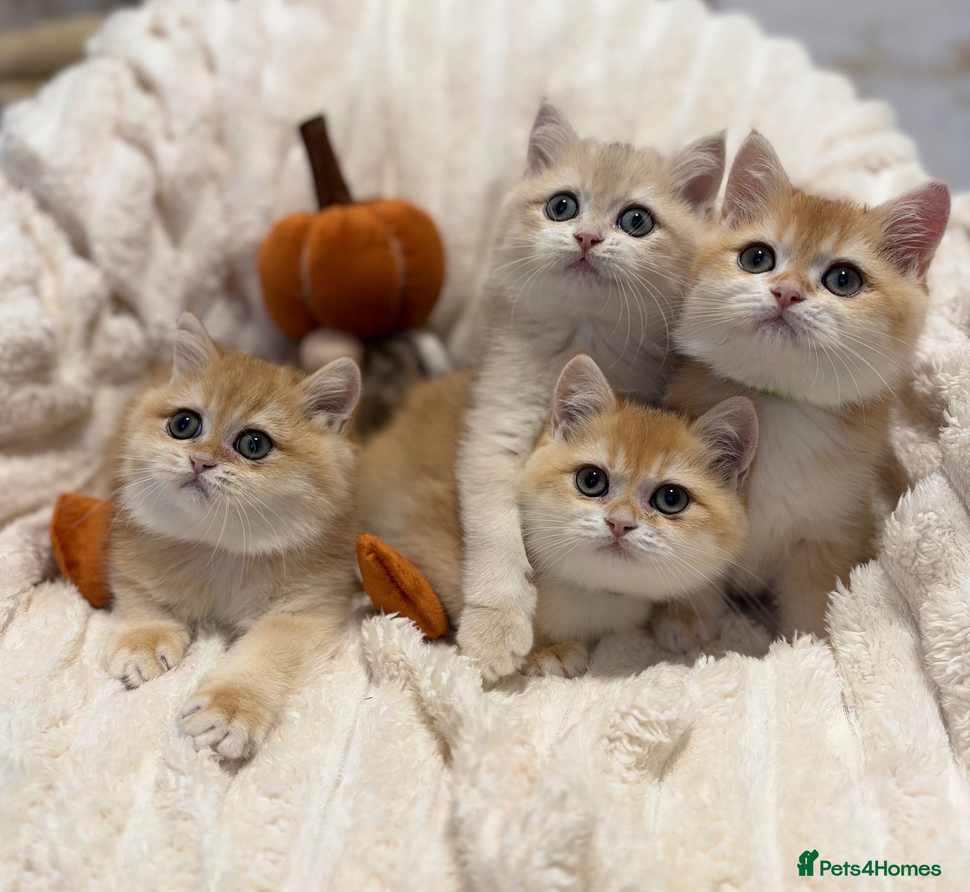 British Shorthair cats for sale: 🧡 Adorable pedigree Golden British Shorthairs 🧡 - Advert 12