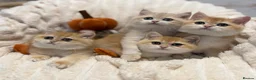 British Shorthair cats for sale: 🧡 Adorable pedigree Golden British Shorthairs 🧡 - Advert 5