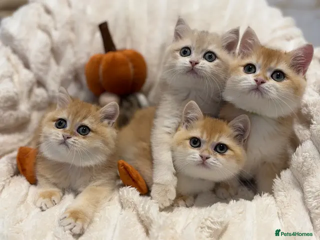 British Shorthair cats for sale: 🧡 Adorable pedigree Golden British Shorthairs 🧡 - Advert 12