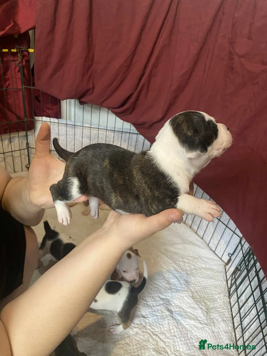 Staffordshire Bull Terrier dogs for sale: Puppy Staffordshire Bull Terrier in Nelson - Advert 2