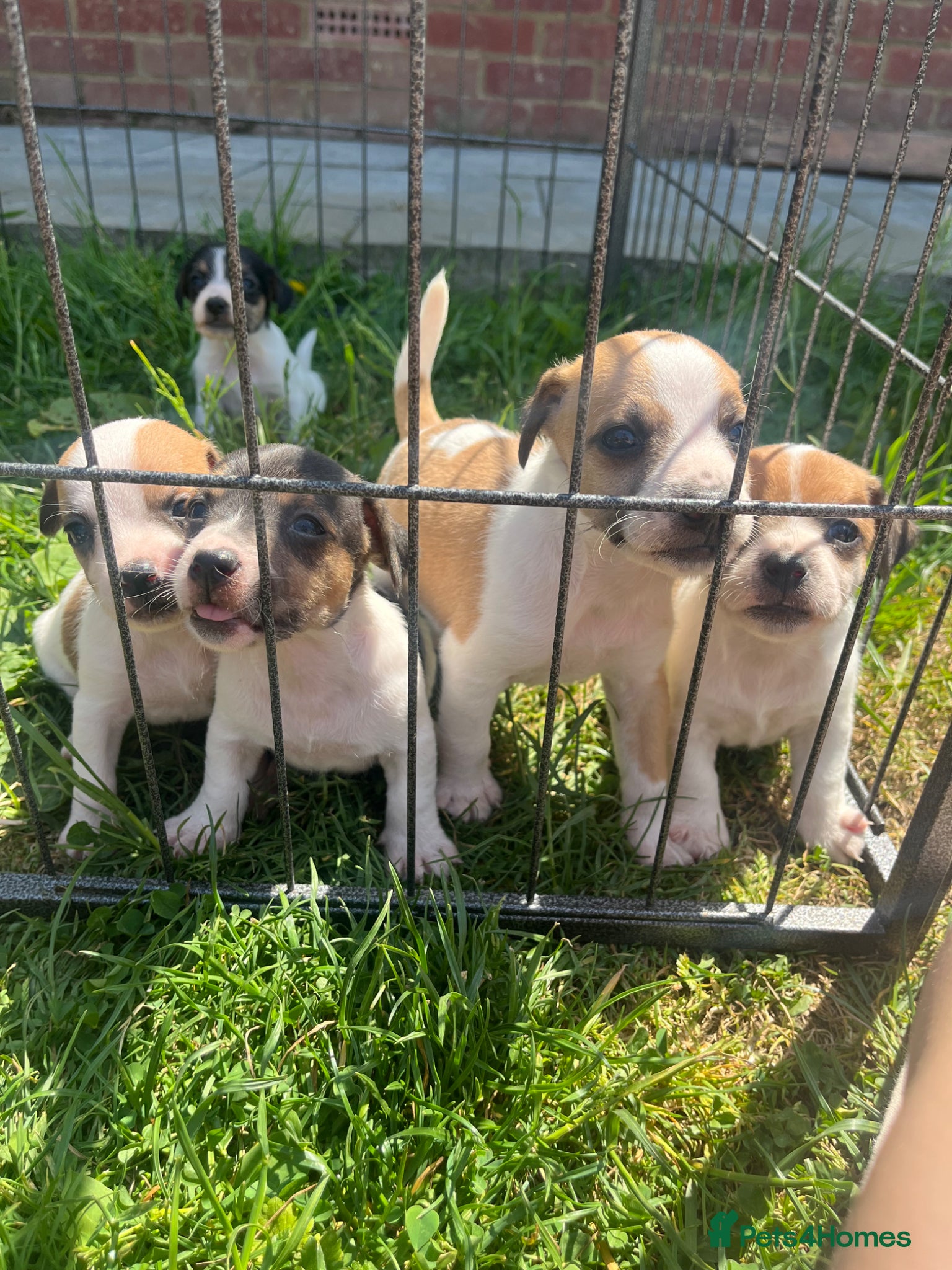 Jack Russell dogs Jack Russell puppies for sale  - Advert 15