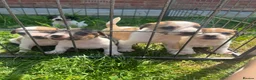 Jack Russell dogs for sale: Jack Russell puppies for sale  - Advert 2