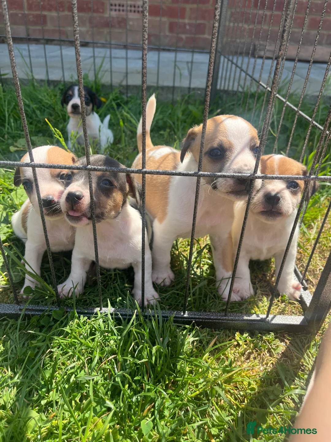 Jack Russell dogs for sale: Jack Russell puppies for sale  - Advert 2
