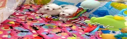 Maltese dogs for sale: Tiny KC Reg. Korean Maltese- CH line show dogs! - Advert 14
