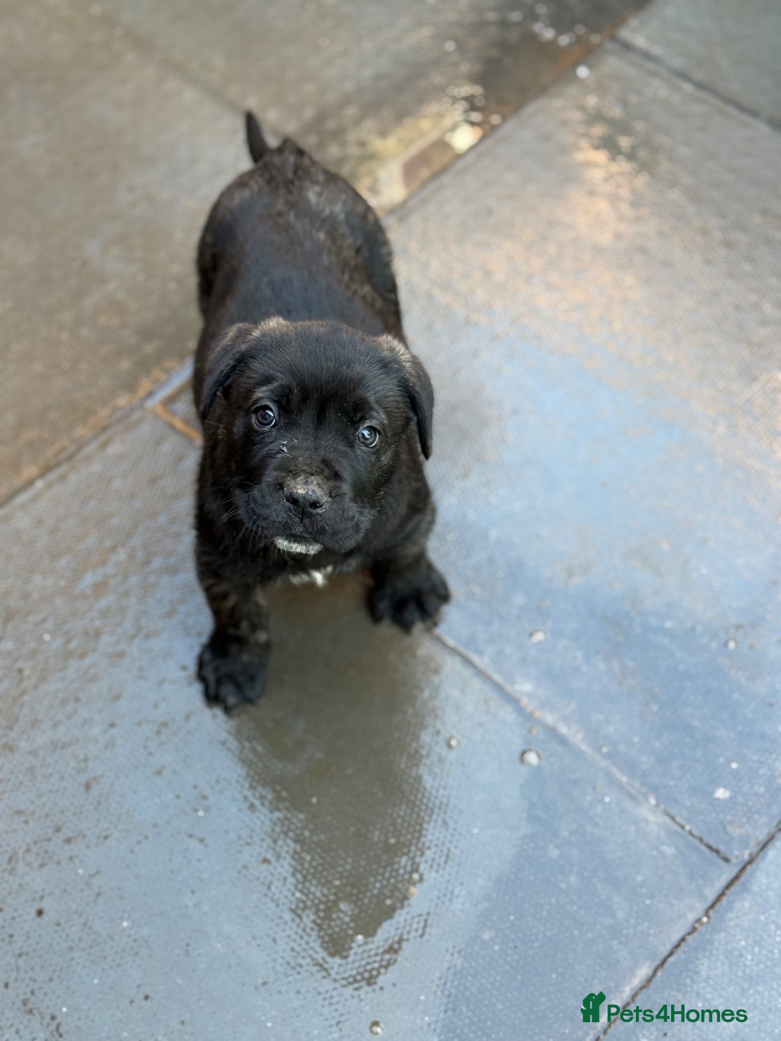 Presa Canario dogs Pure Elite!! 🏆Champion Blood presa Canario pups!! - Advert 1