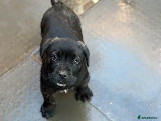 Presa Canario dogs Pure Elite!! 🏆Champion Blood presa Canario pups!! - Advert 1