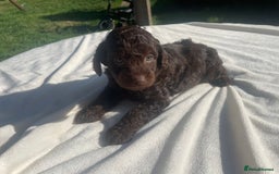 Cockapoo dogs for sale: Cockapoo Ready to leave now💕Only 1 boy left! - Image 26
