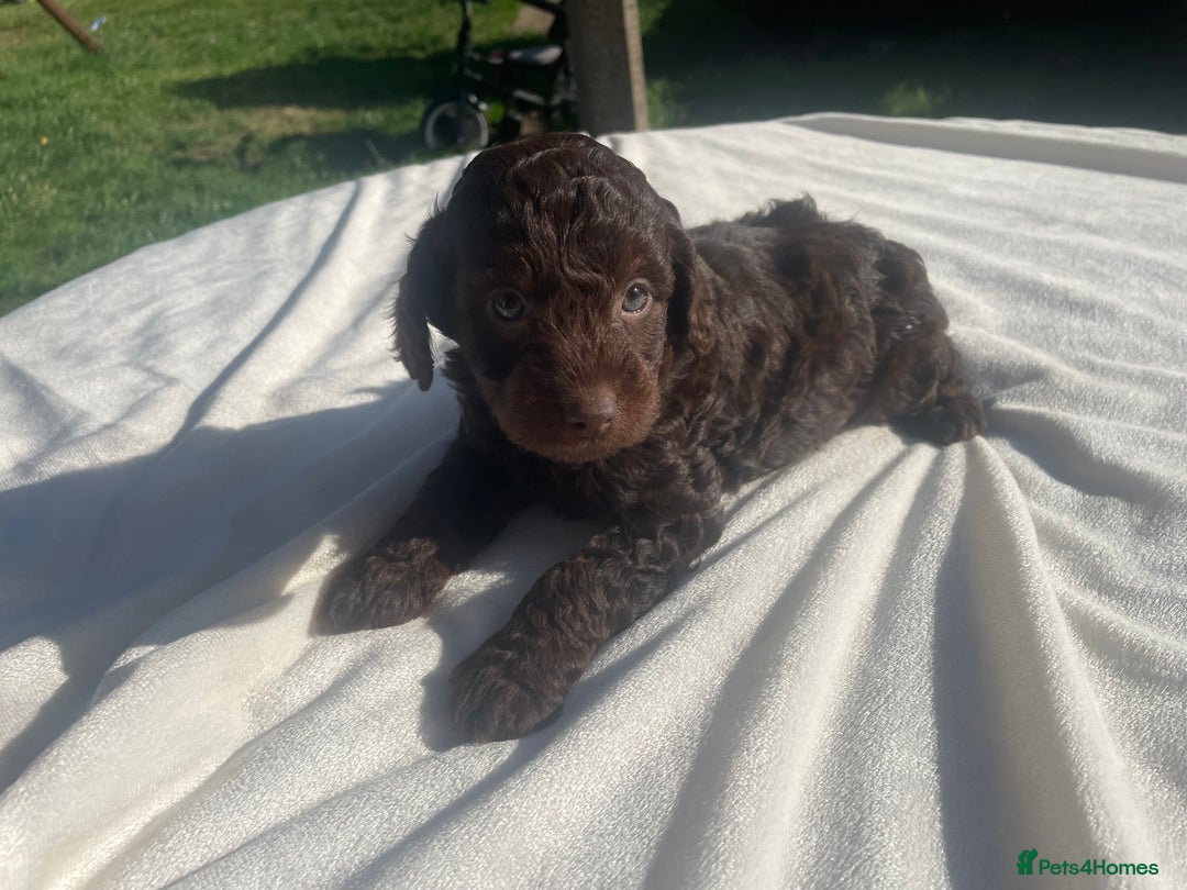 Cockapoo dogs for sale: Cockapoo Ready to leave now💕Only 1 boy left! - Image 26