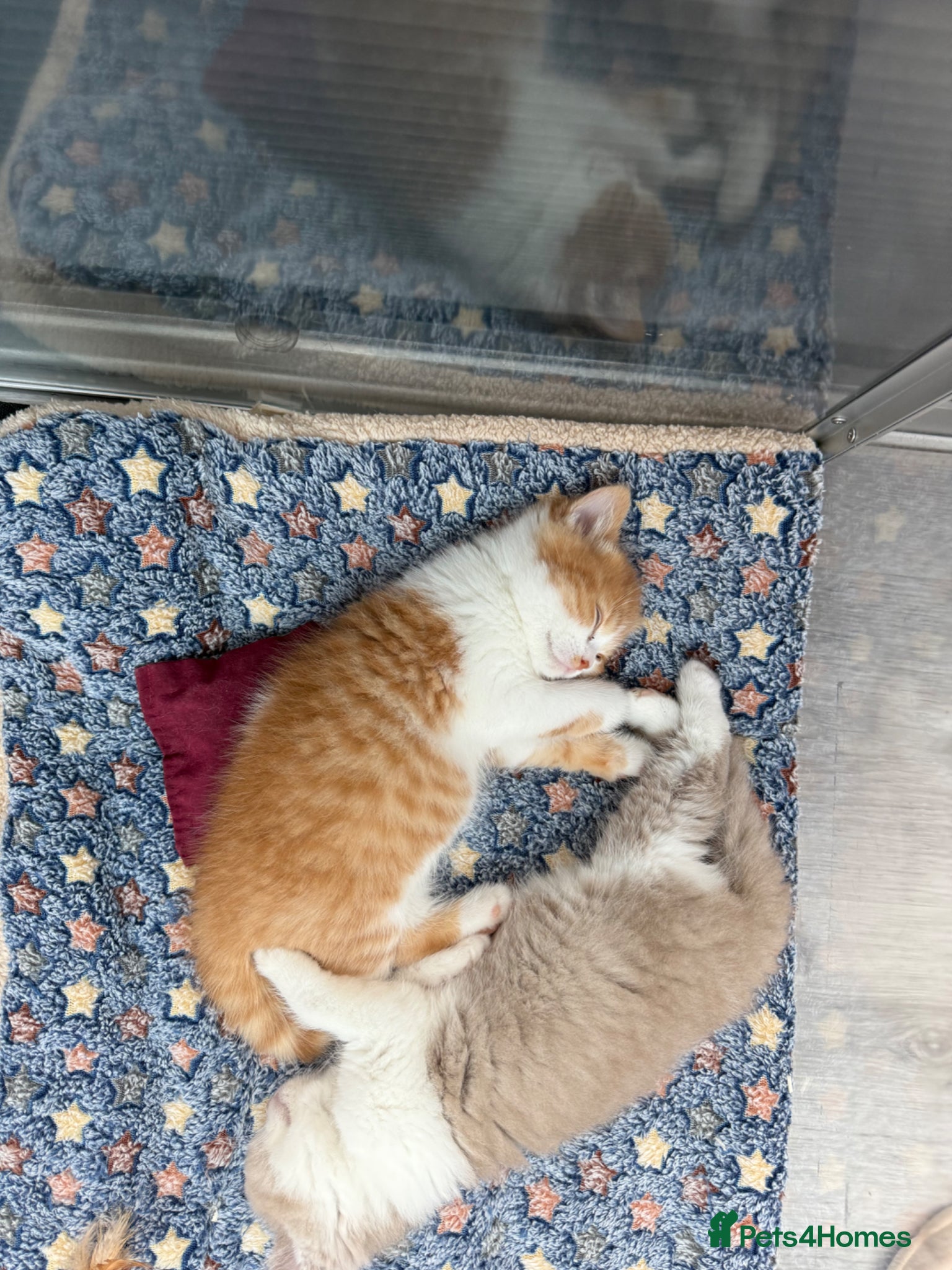 British Shorthair cats British shorthair Kitten  - Advert 2