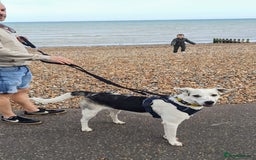 Mixed Breed dogs for adoption: 11 Month Old George is looking for a new home - Image 5