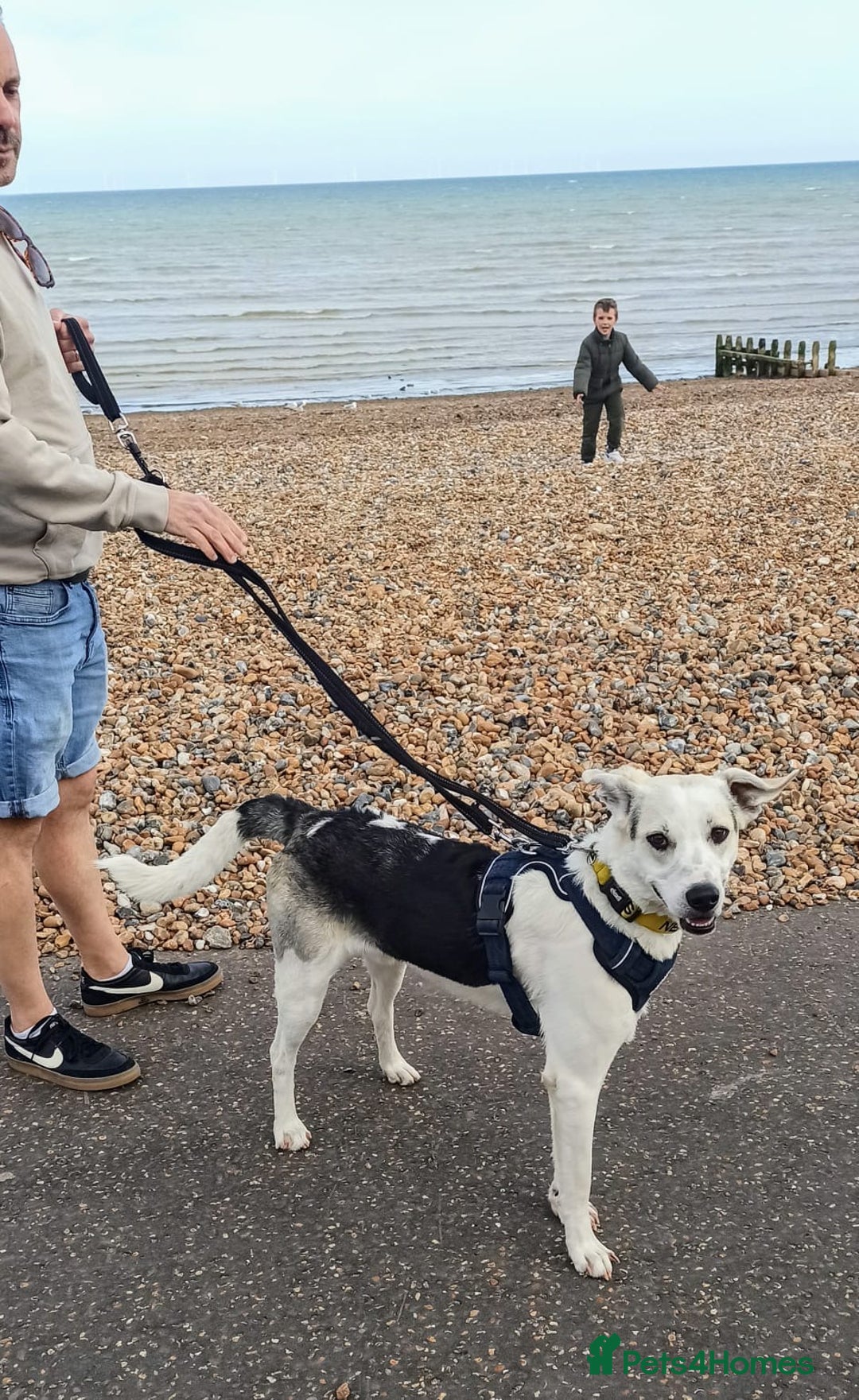 Mixed Breed dogs for adoption: 11 Month Old George is looking for a new home - Image 5