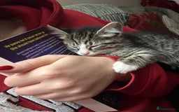 Domestic Shorthair cats for sale: 4 Kittens Available  - Image 6