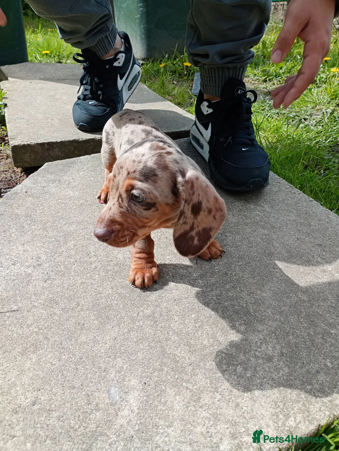 Miniature Dachshund dogs for sale: Beautiful Liter of Miniature Dachshund Puppies - Advert 2