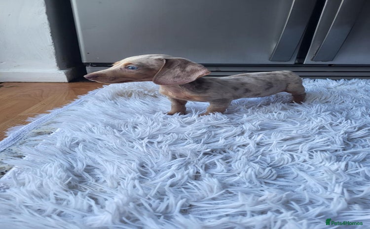 Dachshund dogs - Advert 6