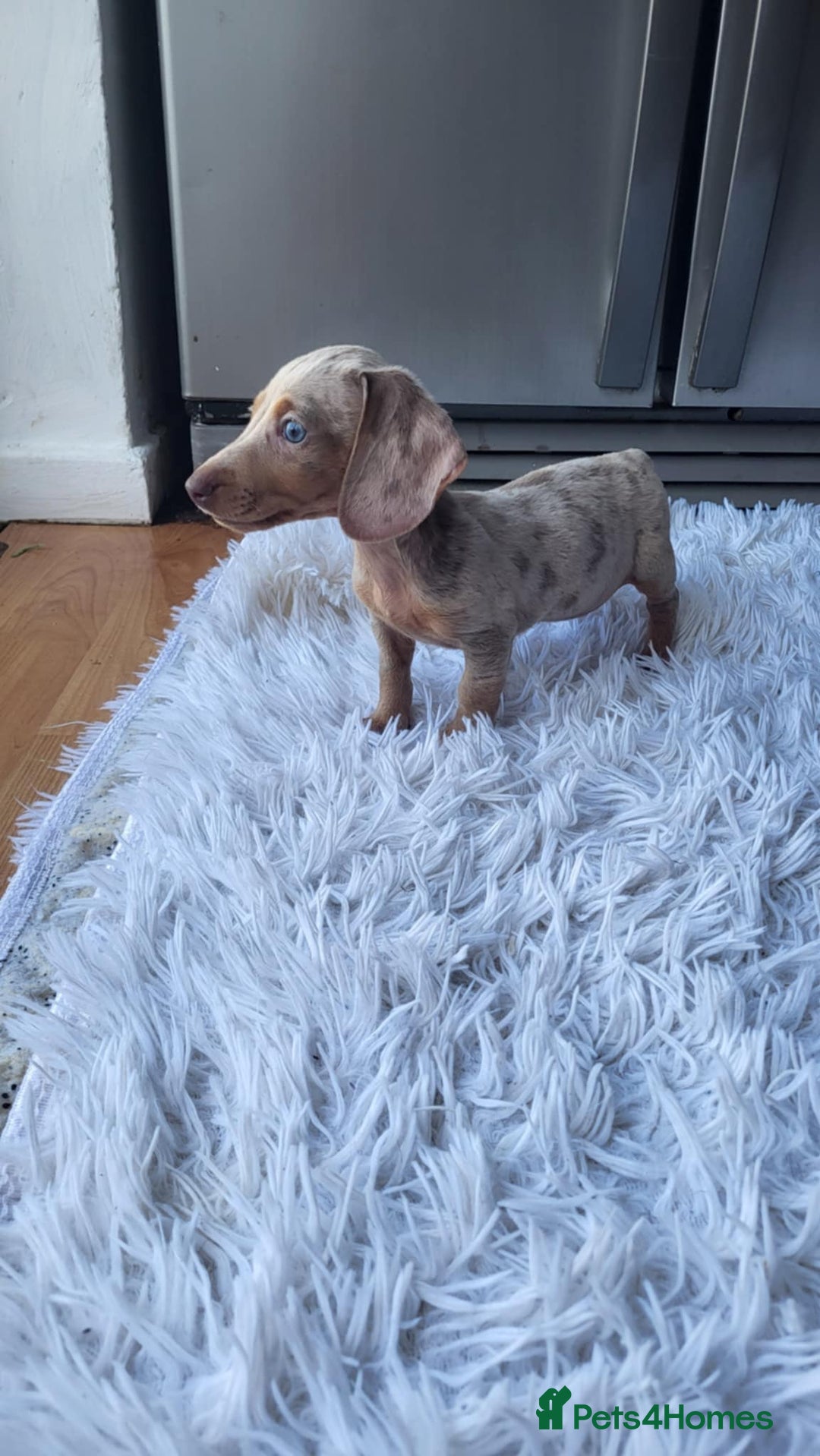 Dachshund dogs for sale: Mini Isabella dachshund puppies for sale! - Image 7