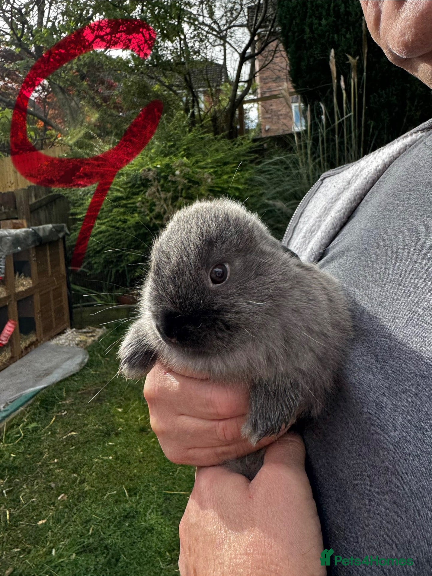Mixed Breed rabbits Angora/Lop beautiful rabbits. Ready I a week - Advert 2