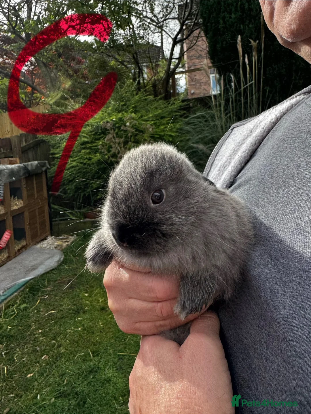 Mixed Breed rabbits for sale: Angora/Lop beautiful rabbits. Ready I a week - Advert 2