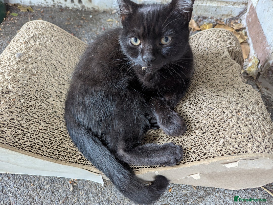British Shorthair cats for sale: Black female kitten  - Image 1