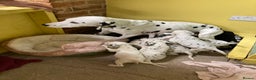 Dalmatian dogs for sale: Dalmation puppies  - Advert 6