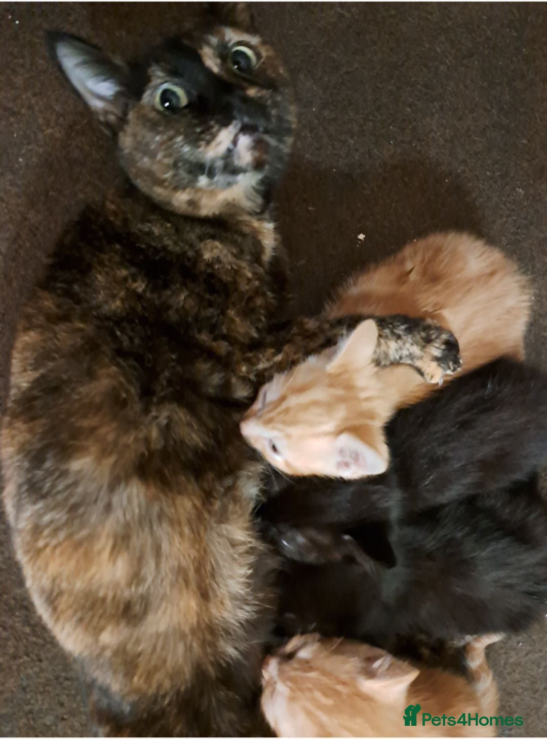 Mixed Breed cats Cute mixture of kittens prices vary read the add - Advert 2