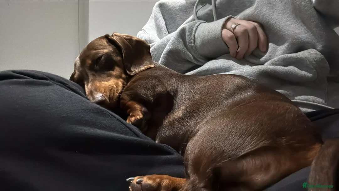 Miniature Dachshund dogs for sale: Mini dachshund rehoming nearly 2yrs  in Broadstairs - Advert 2