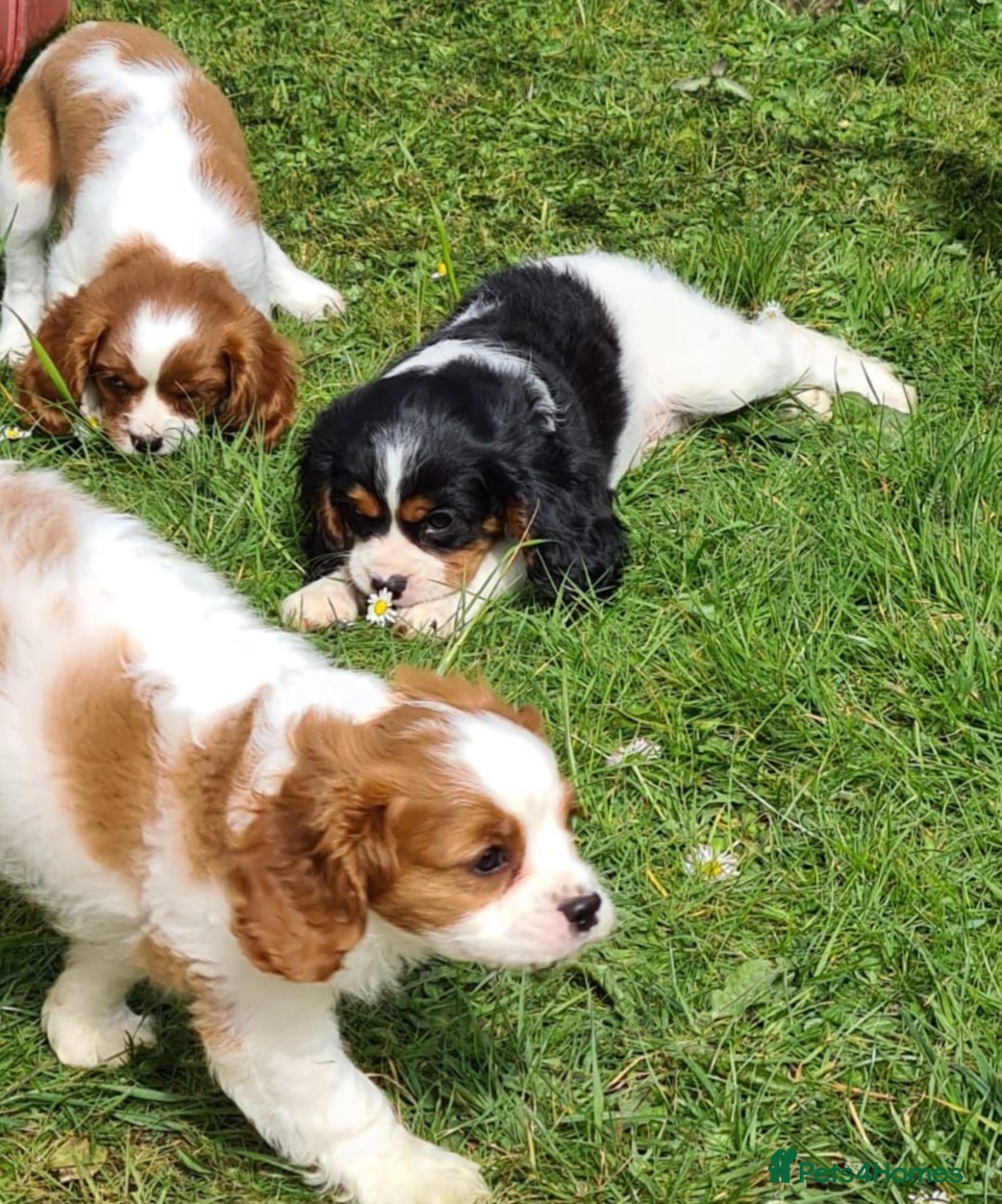 Cavalier King Charles Spaniel dogs for sale: Cavalier puppy (health tested parents) - Image 3