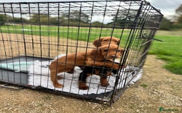 Cocker Spaniel dogs for sale: Working cocker spaniel - champion bloodlines  - Image 22