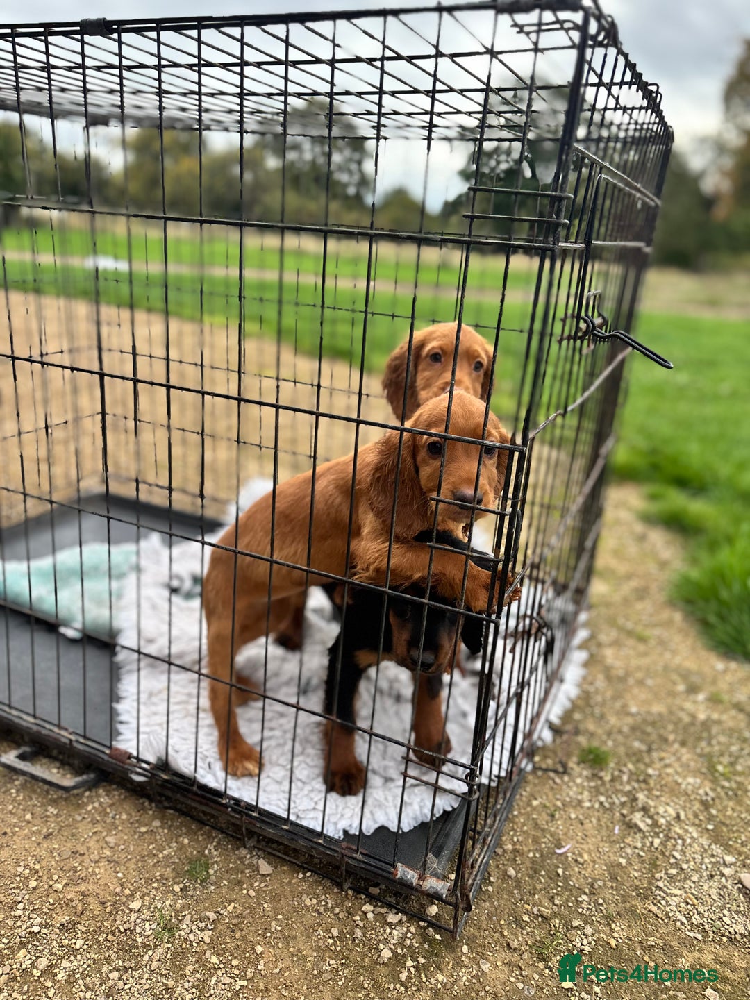 Cocker Spaniel dogs for sale: Working cocker spaniel - champion bloodlines  - Image 22