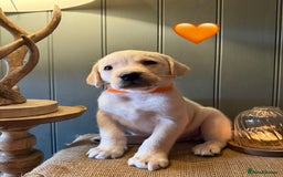 Labrador Retriever dogs for sale: LABS OUTSTANDING HEALTH STATUS- 283 DNA - Image 8