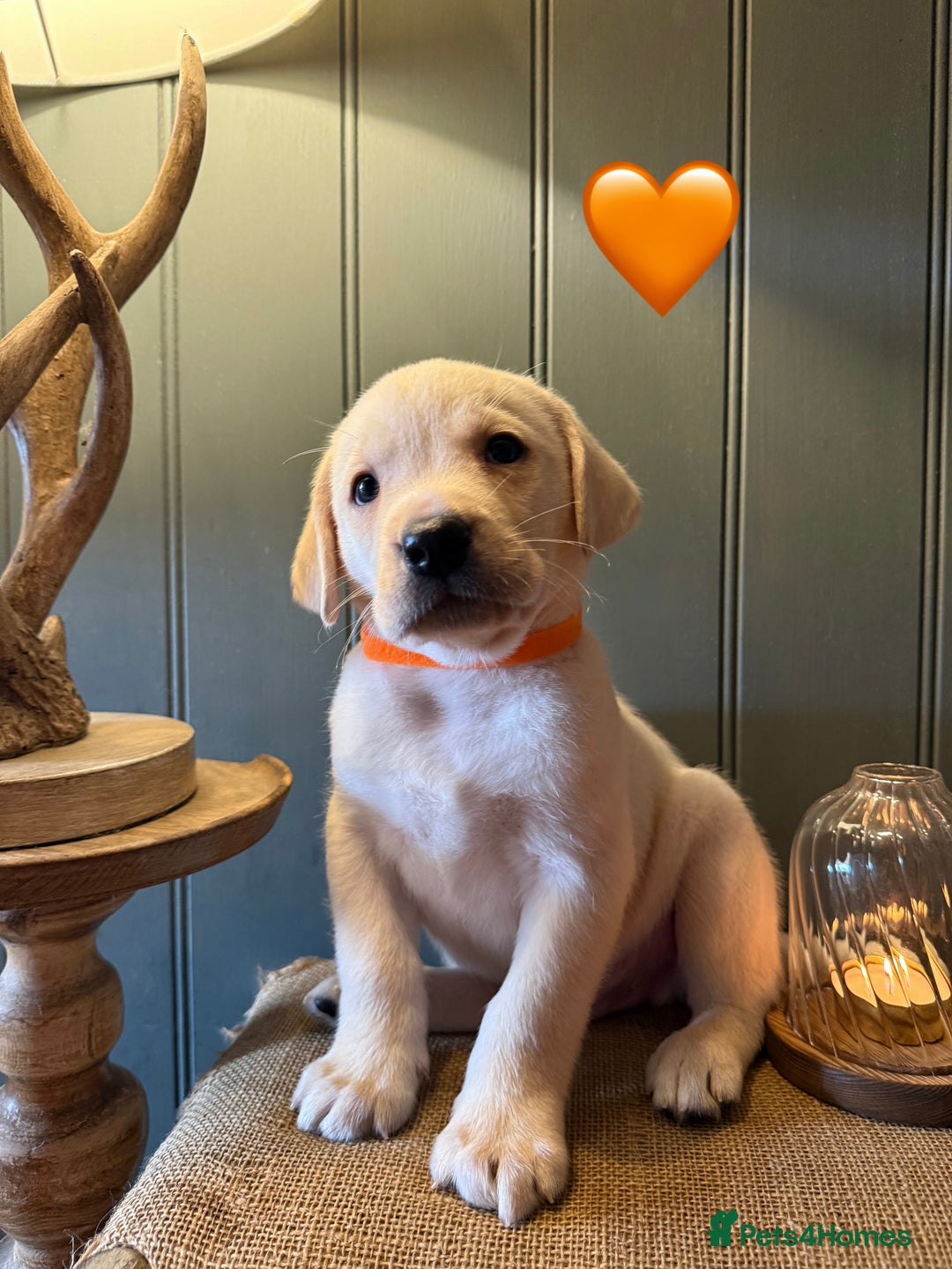 Labrador Retriever dogs for sale: LABS OUTSTANDING HEALTH STATUS- 283 DNA - Image 8