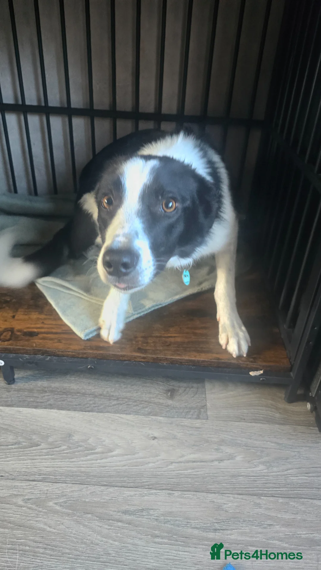 Border Collie dogs for sale: Border collie (otis) for sale - Advert 2