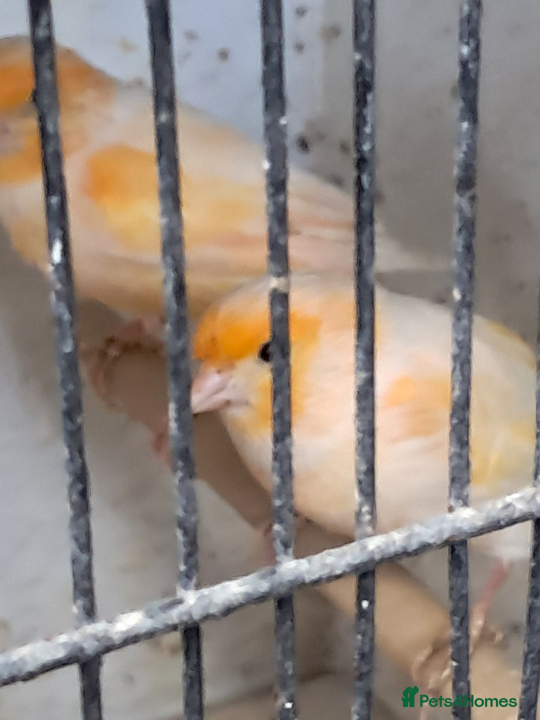 Canaries birds for sale: Canaries  in Wolverhampton - Image 7